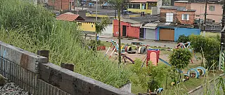 Moradores sofrem com invasão de animais