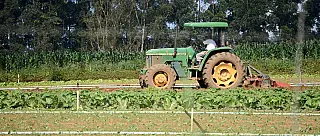 Agricultores buscam alternativas para evitar perdas no clima frio