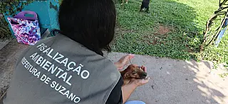 Mulher é detida após espancar cachorro no Jardim Suzanópolis