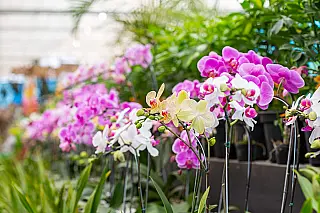 Feira de exposição e vendas de flores continua neste sábado e domingo em Arujá