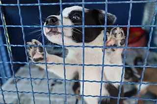 Quatro filhotes de cachorro são resgatados em ação do Meio Ambiente