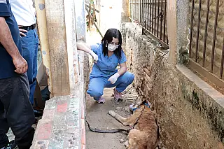 Meio Ambiente resgata dois cães no Jardim Imperador