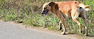 Número de animais mortos recolhidos aumenta 29,2%