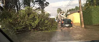 Vendaval atinge Suzano e resulta em queda de árvores, pontos de alagamento e trânsito congestionado