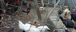 PM descobre terreno utilizado para rinha de galo; meio quilo de drogas é apreendido