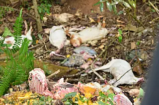Animais são encontrados sem cabeça em rodovia de Mogi
