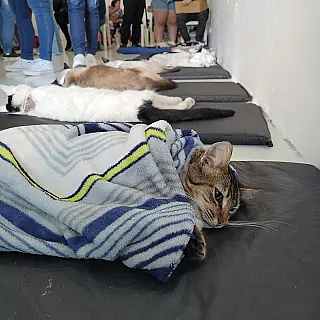 ONGs promovem castração em mais de 300 animais em Suzano