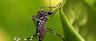 80% do Alto Tietê está fora do risco de infestação pelo mosquito da dengue