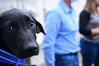 Cães adotados na campanha ‘Baby Me Leva’ são novas mascotes da Guarda Mirim