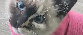 Veterinários reforçam importância de proteção aos animais durante o frio