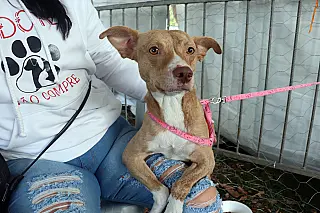 Eventos de adoção registram 111 pets com novos lares