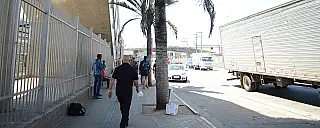 Plantação de coqueiros no Terminal Norte gera polêmica