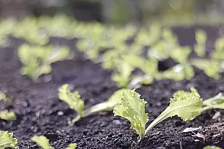 Suzano amplia hortas comunitárias do Suzanão e do CEU do Jardim Gardênia