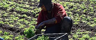 Agricultores temem perda de até 50% na produção com baixas temperaturas