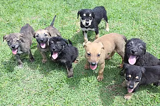 Um animal é adotado a cada dois dias em Suzano