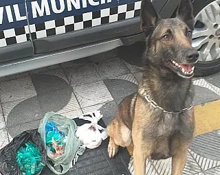 Com auxílio de cão farejador, GCM prende suspeitas por tráfico de drogas no Jardim Alterópolis