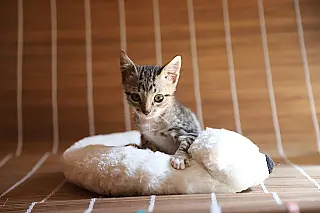 'Baby, Me Leva' tem 21 gatos para adoção