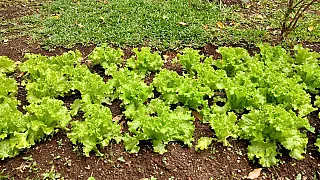 Projeto contra insegurança alimentar é destaque em escola no Monte Cristo