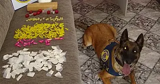 Polícia Civil com apoio da GCM apreendem mais de 351 porções de drogas em oficina no Jardim Cacique