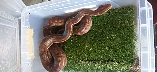 PM apreende 17 cobras mantidas em cativeiro em Itaquá