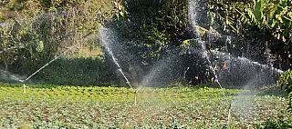 Agricultores revelam opções diferentes para irrigação