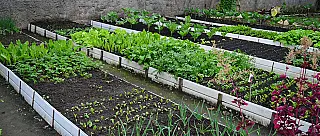 Horta comunitária do Jardim Santo Antônio completa 2 anos