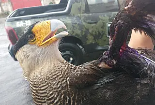 Ave de rapina é resgatada pela Guarda Ambiental de Itaquá