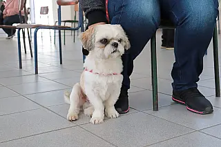 Mutirão de castração atende mais 123 animais em Suzano