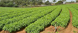 Agricultores buscam alternativas para evitar perdas com geadas