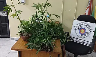 PM apreende pés de maconha em residência no Jardim Margareth