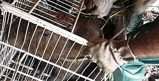 Ação conjunta resgata capivara em Itaquá