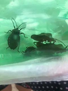 Zoonoses realiza dedetização no Parque Maria Helena