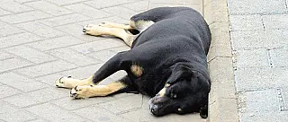 Desaparecimento de cães e gatos chega a 8 por semana em Suzano