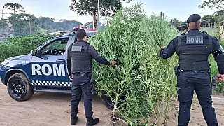 Romu apreende dois pés de maconha em Suzano