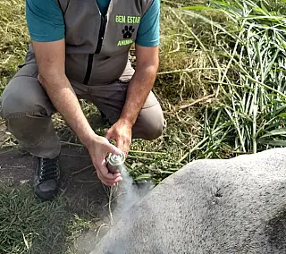 Meio Ambiente oferece serviço de emergência veterinária
