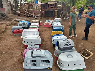 Meio Ambiente auxilia no resgate de animais em Palmeiras
