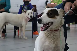Meio Ambiente atualiza cadastros para castração animal em clínicas conveniadas