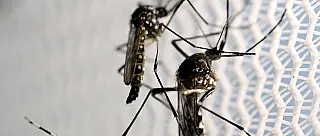 Estado libera R$ 10,7 milhões extras para combate à dengue