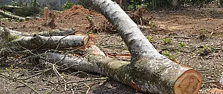Desmatamento da Mata Atlântica na região chega a 157 hectares