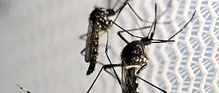 Casos de dengue no Alto Tietê preocupam com 433 registros da doença no ano