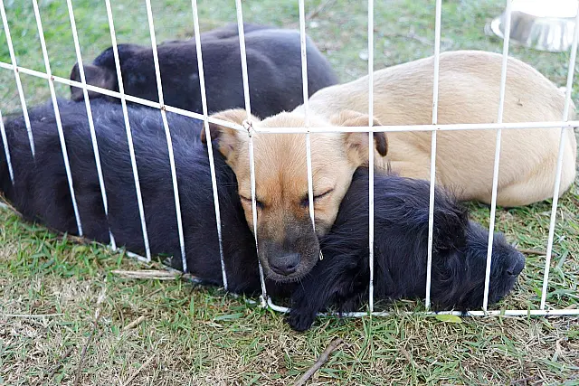 ‘Baby, me Leva!’ chega a 304 adoções de cães e gatos no ano