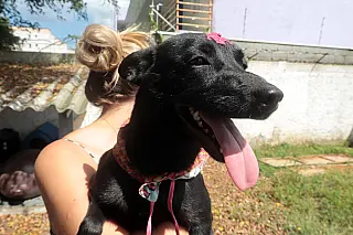 Bem-Estar Animal celebra 73 anos de Suzano com evento de adoção