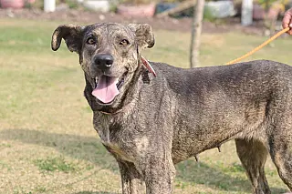 ‘Baby, Me Leva!’ tem mais de 150 cães e gatos para adoção em Suzano