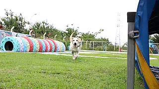 PlayPet realiza novas inscrições e recadastramento para visitação de cães