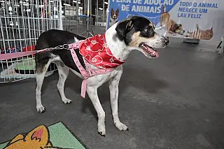 Ação ‘Baby, me Leva’ soma 25 adoções entre cães e gatos