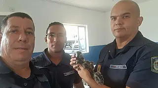 Sagui é socorrido pela Guarda Ambiental de Itaquá