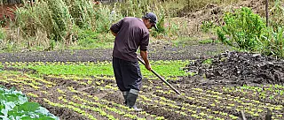 Após perdas no frio, produção de hortaliças volta à ‘normalidade’