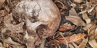 Polícia Civil investiga descoberta de crânio humano em Mogi