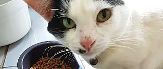 Maioria dos pet shops de Suzano registra aumento de até 10% nos preços das rações