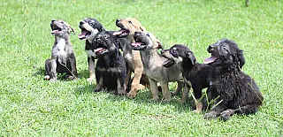 Em dois meses, 14 animais são adotados por meio do projeto ‘Baby, me leva!’